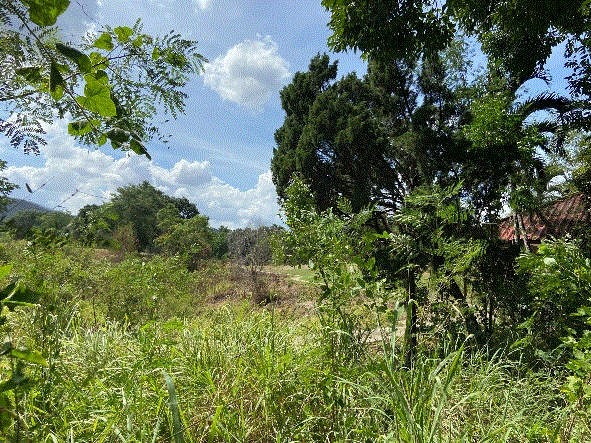 ที่ดินหลุดจำนอง ธ.ธนาคารกรุงเทพ ปากช่อง ปากช่อง นครราชสีมา